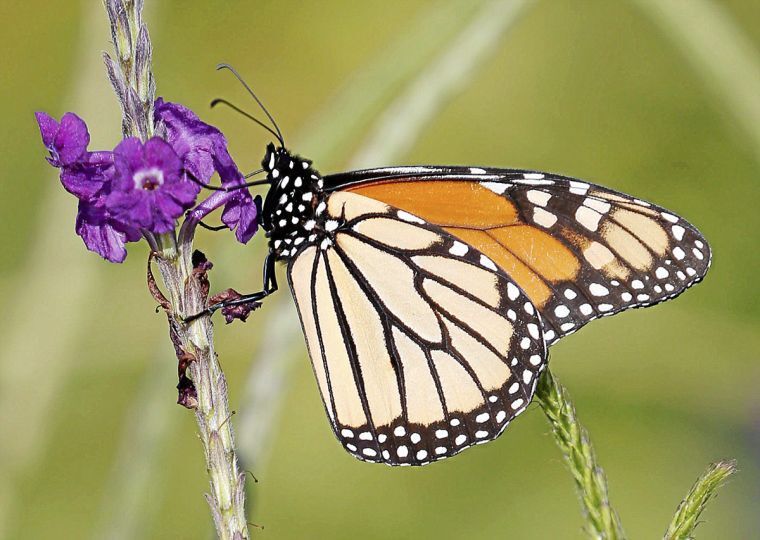 Take your garden to the next level for pollinators